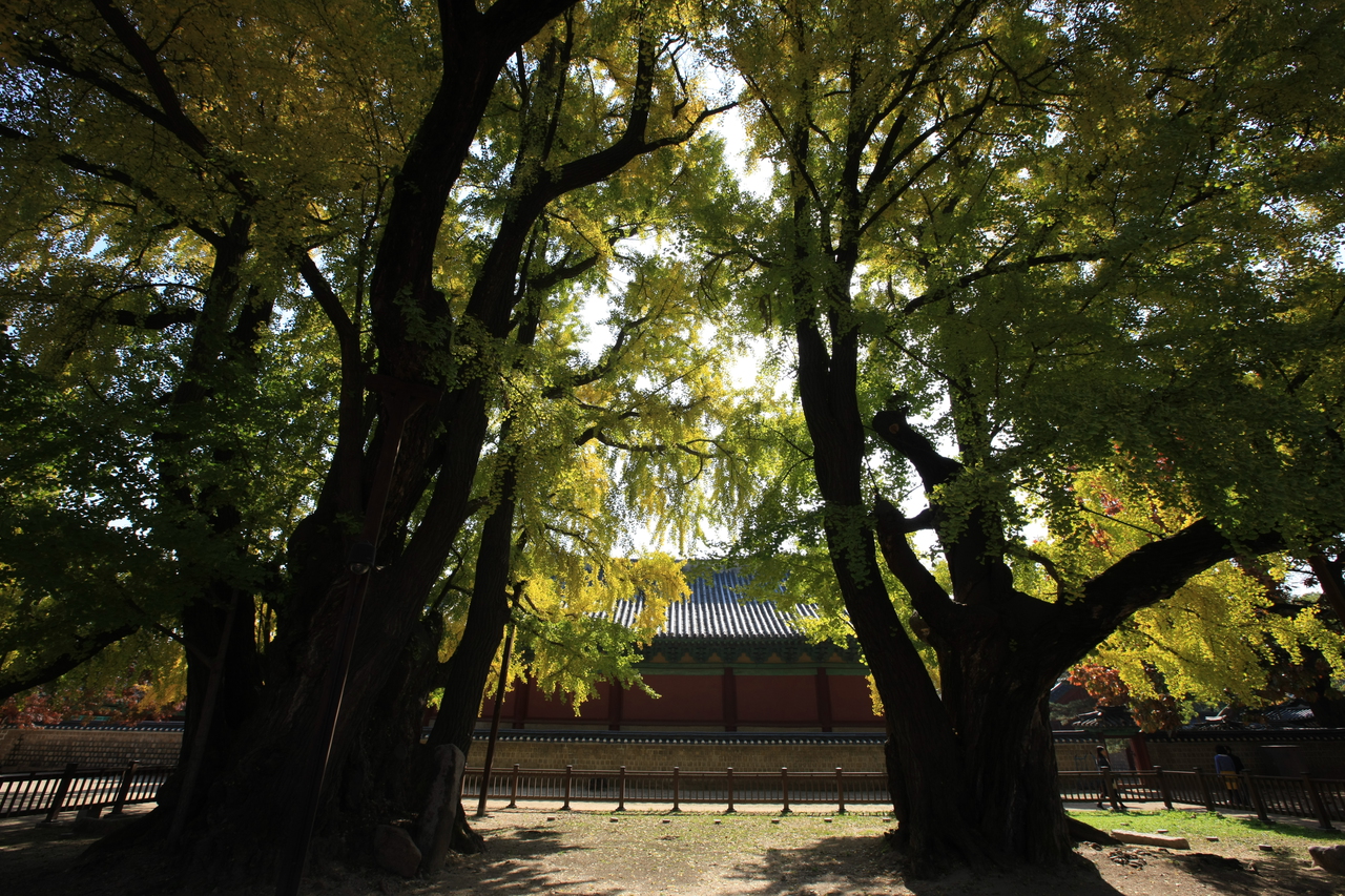 Essential Insights for First-Time Travelers to Korea